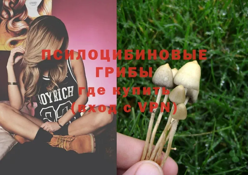 гидра как зайти  Вяземский  Галлюциногенные грибы Psilocybe 